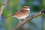 White-throated Sparrow_51804